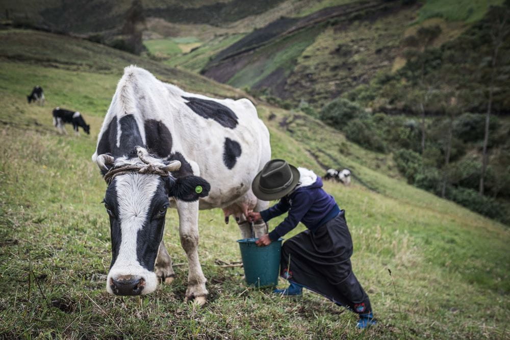 Ein Mädchen melkt auf einer steilen Wiese eine Kuh (Quelle: Martin Bondzio)